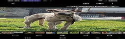 Lurcher dogs for sale: Saluki collie whippet bull greyhound - Advert 4