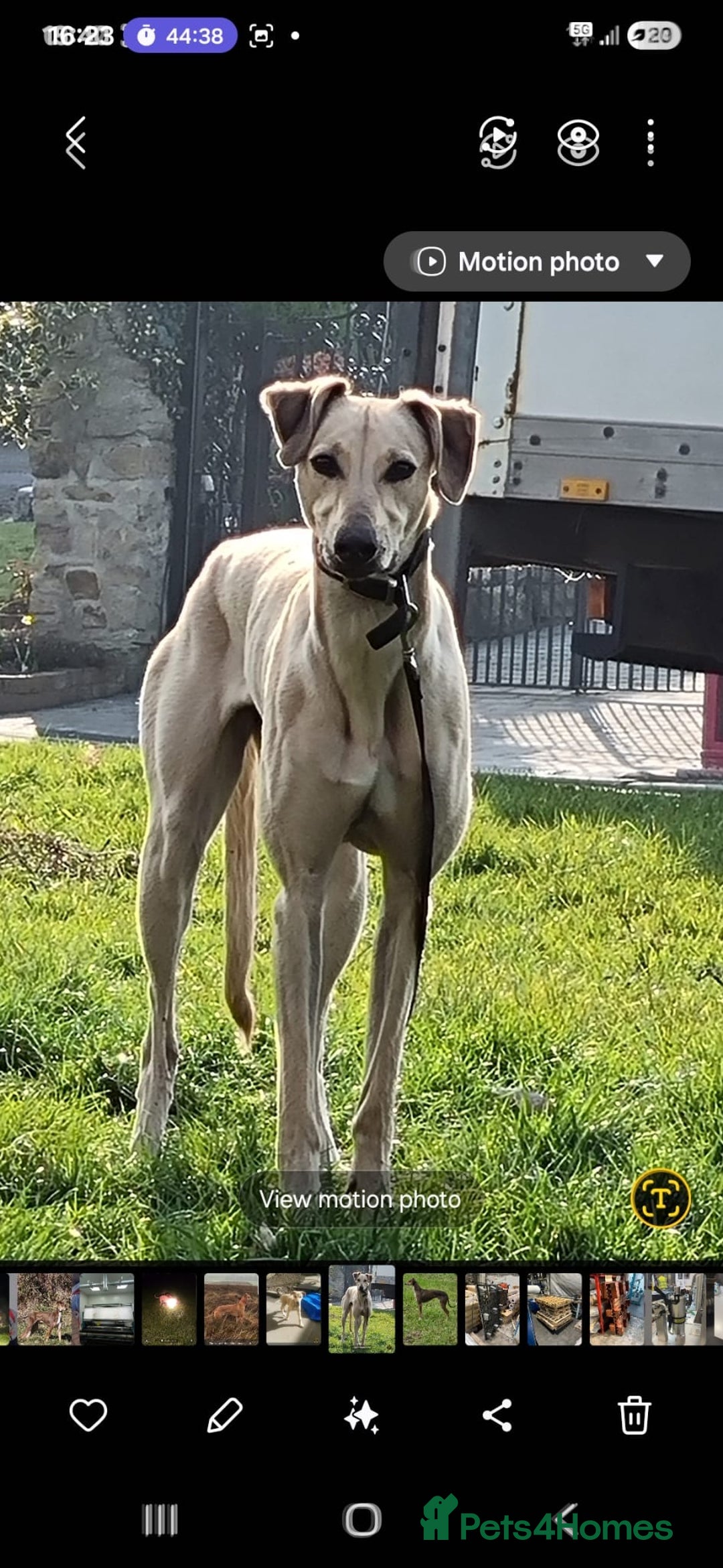 Lurcher dogs for sale: Saluki collie whippet bull greyhound - Advert 4