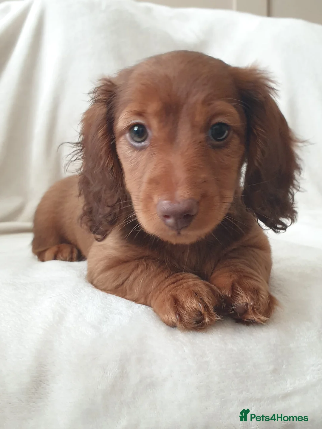 Miniature Dachshund dogs for sale: Gorgeous Miniature Long Haired Female - Advert 2