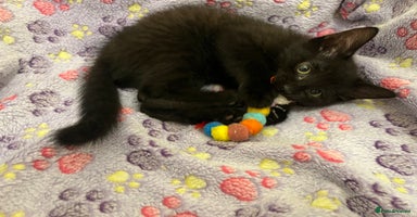 Mixed Breed cats in Waltham Cross - Advert 16