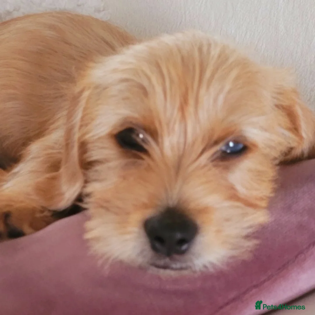Mixed Breed dogs for sale: Shady 14 months- for rehoming  - Image 5