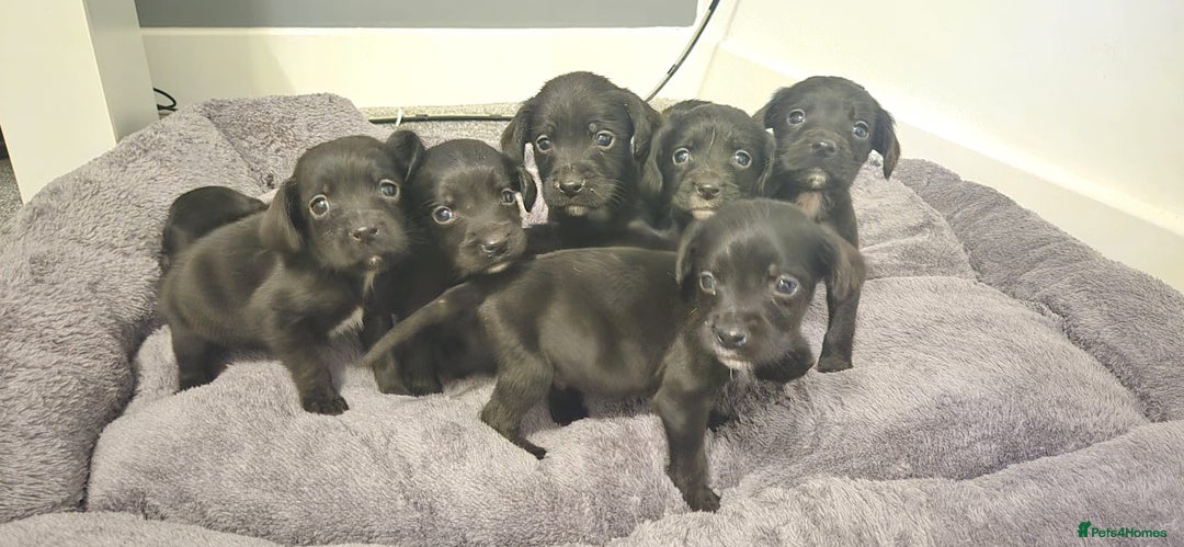 Springador dogs for sale: Stunning springerdors  - Advert 2