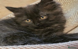 Persian cats for sale: Persian  - Image 35