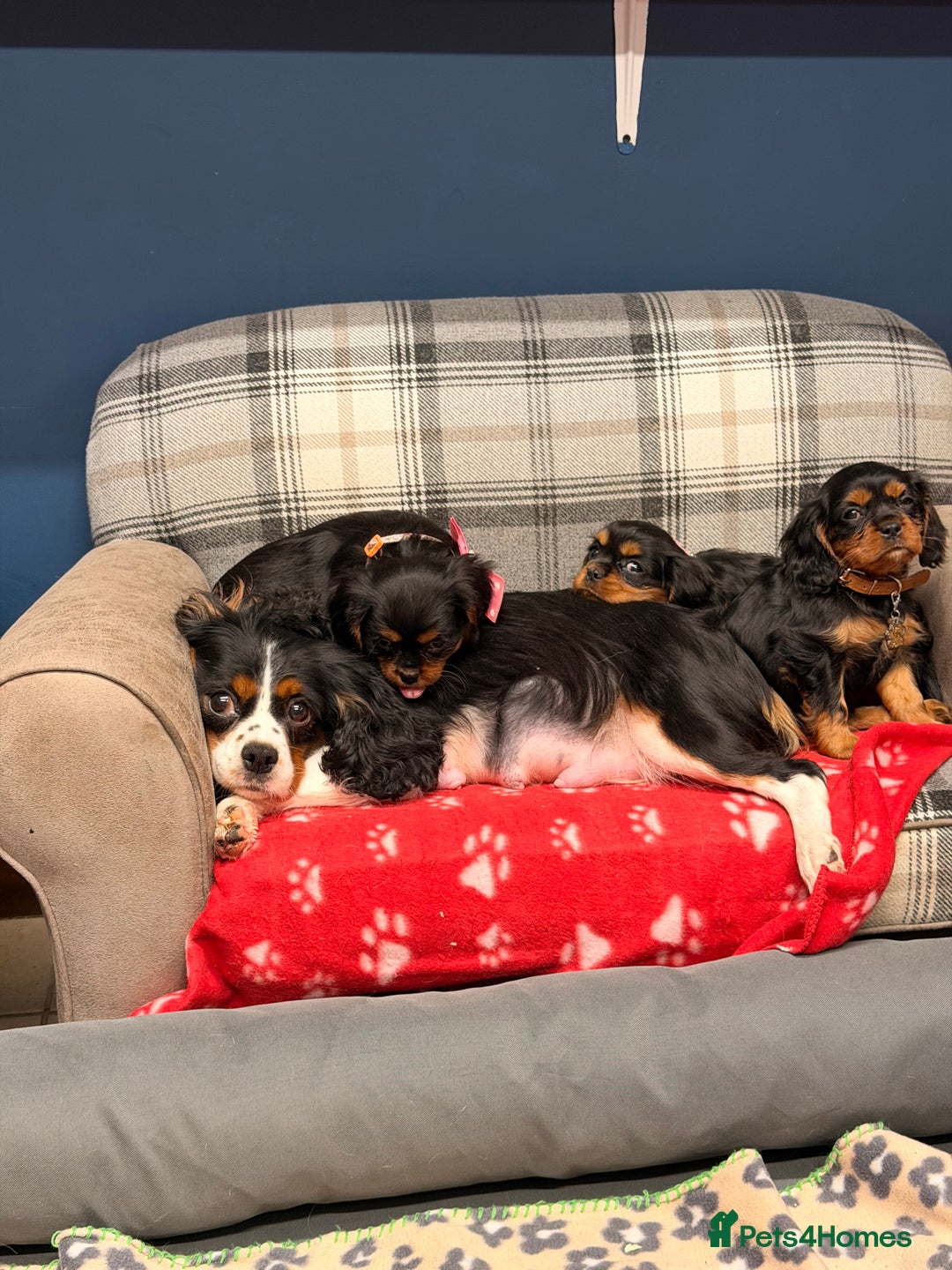 Cavalier King Charles Spaniel dogs for sale: 🐶 Beautiful Cavalier King Charles  Puppies 🐶 - Advert 12