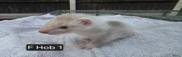 Ferret rodents for sale: Full, Semi & Half Angora Kits - Advert 2