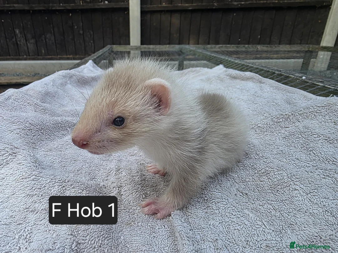 Ferret rodents for sale: Full, Semi & Half Angora Kits - Advert 2