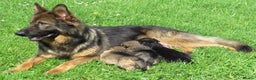 German Shepherd dogs for sale: German Shepherd Puppies For Sale - Advert 4