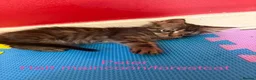 Maine Coon cats for sale: Beautiful male maincoon/forest cat kittens  - Advert 7