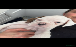 Boxer dogs for sale: KC Champion bloodline Boxer puppies  - Image 10