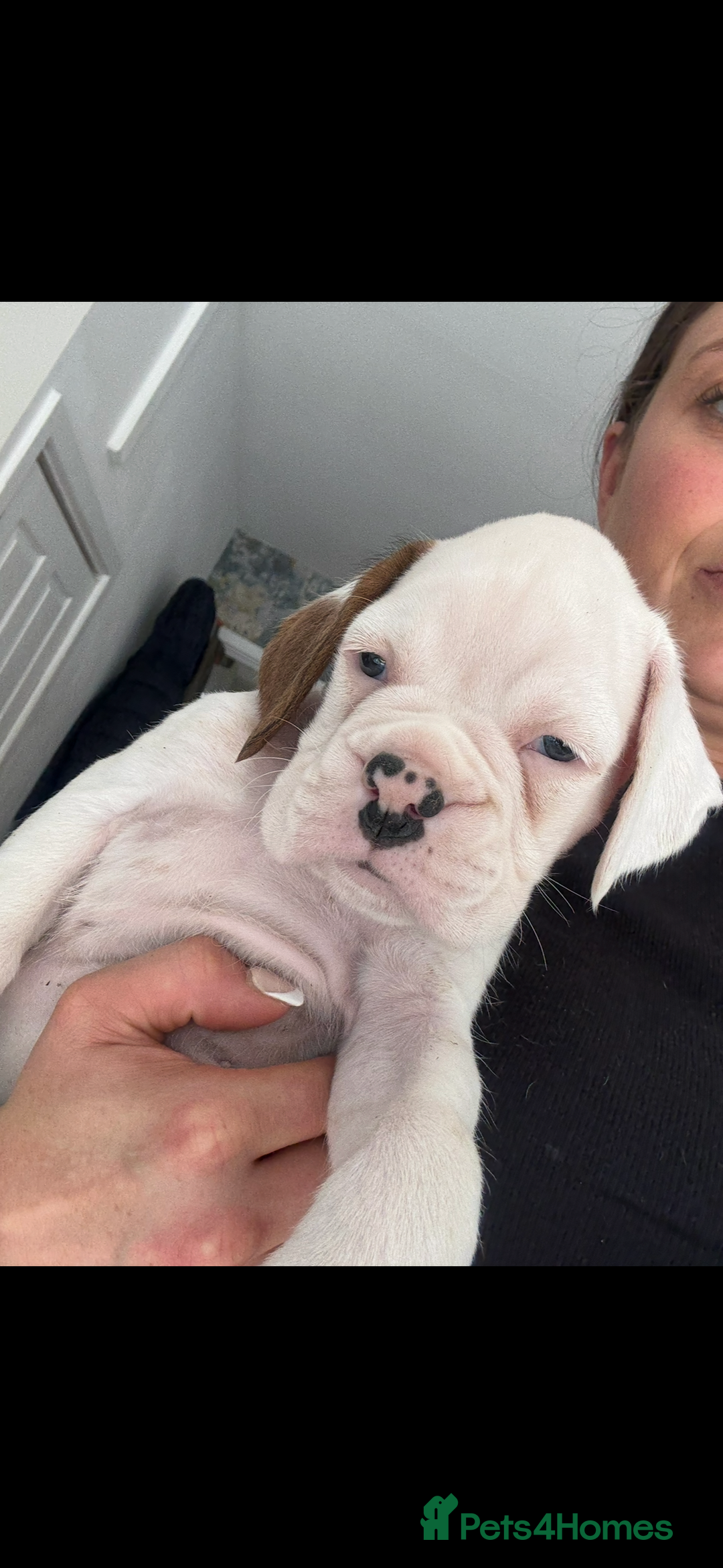Boxer dogs for sale: KC Champion bloodline Boxer puppies  - Image 10