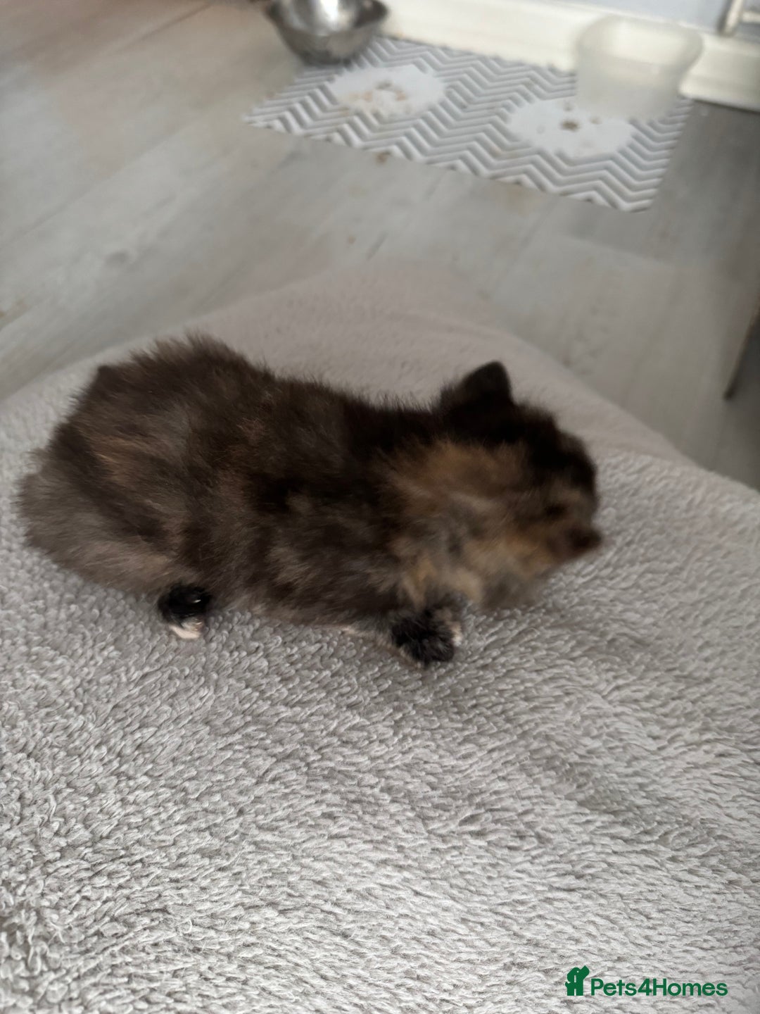 Persian cats for sale: Persian X Domestic kittens - Advert 6