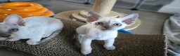 Devon Rex cats for sale: Devon Rex point💙blue eyes💙 - Advert 8