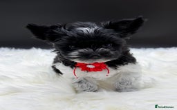 Yorkshire Terrier dogs for sale:  Ready to go Exotic Colourful Yorkshire Terriers - Advert 26