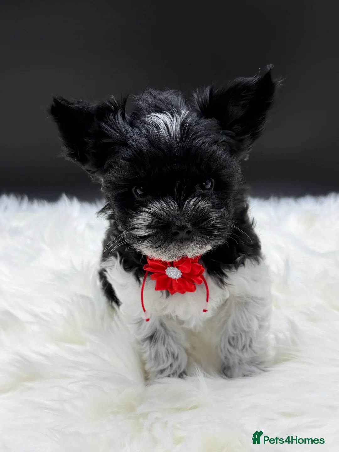 Yorkshire Terrier dogs for sale: Dropped prices!! Fantastic Tiny Boys🐾 Pedigree 🐾 - Advert 16