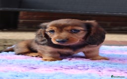 Miniature Dachshund dogs for sale: Russian Miniature longhaired dachshund males - Image 15