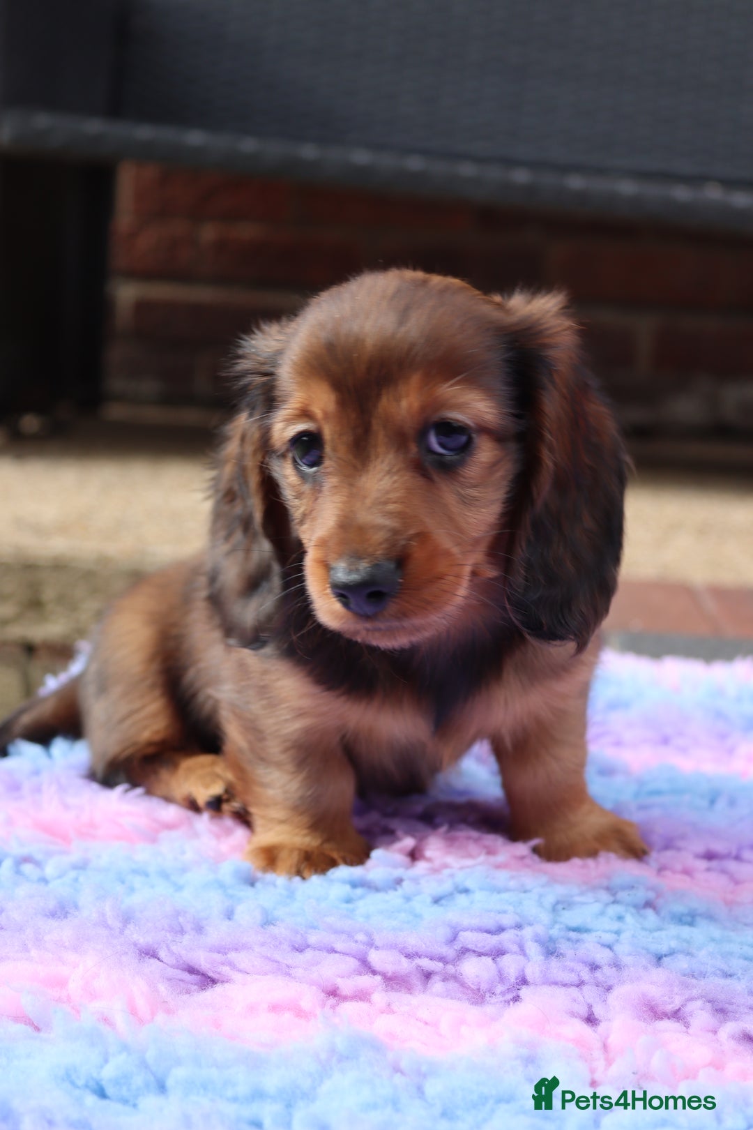 Miniature Dachshund dogs for sale: Russian Miniature longhaired dachshund males - Image 15