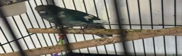 Parakeets birds for sale: Kakariki Babies  - Advert 6