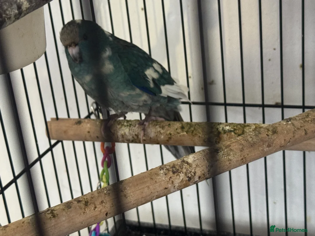 Parakeets birds for sale: Kakariki Babies  - Advert 6
