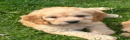 Cockapoo dogs for stud: Cockapoo for stud  - Advert 5