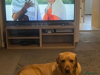 Labrador Retriever dogs for sale - Advert 1