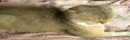 Scottish Fold cats for sale: Stunning Gold Sottish Fold make for sale  - Advert 3