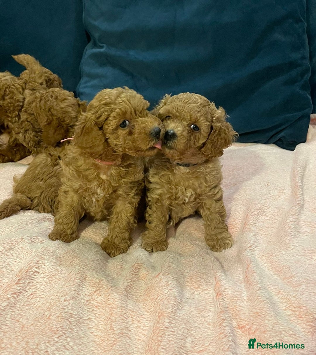 Cavapoo dogs for sale: Toy Cavapoo puppies - Advert 5