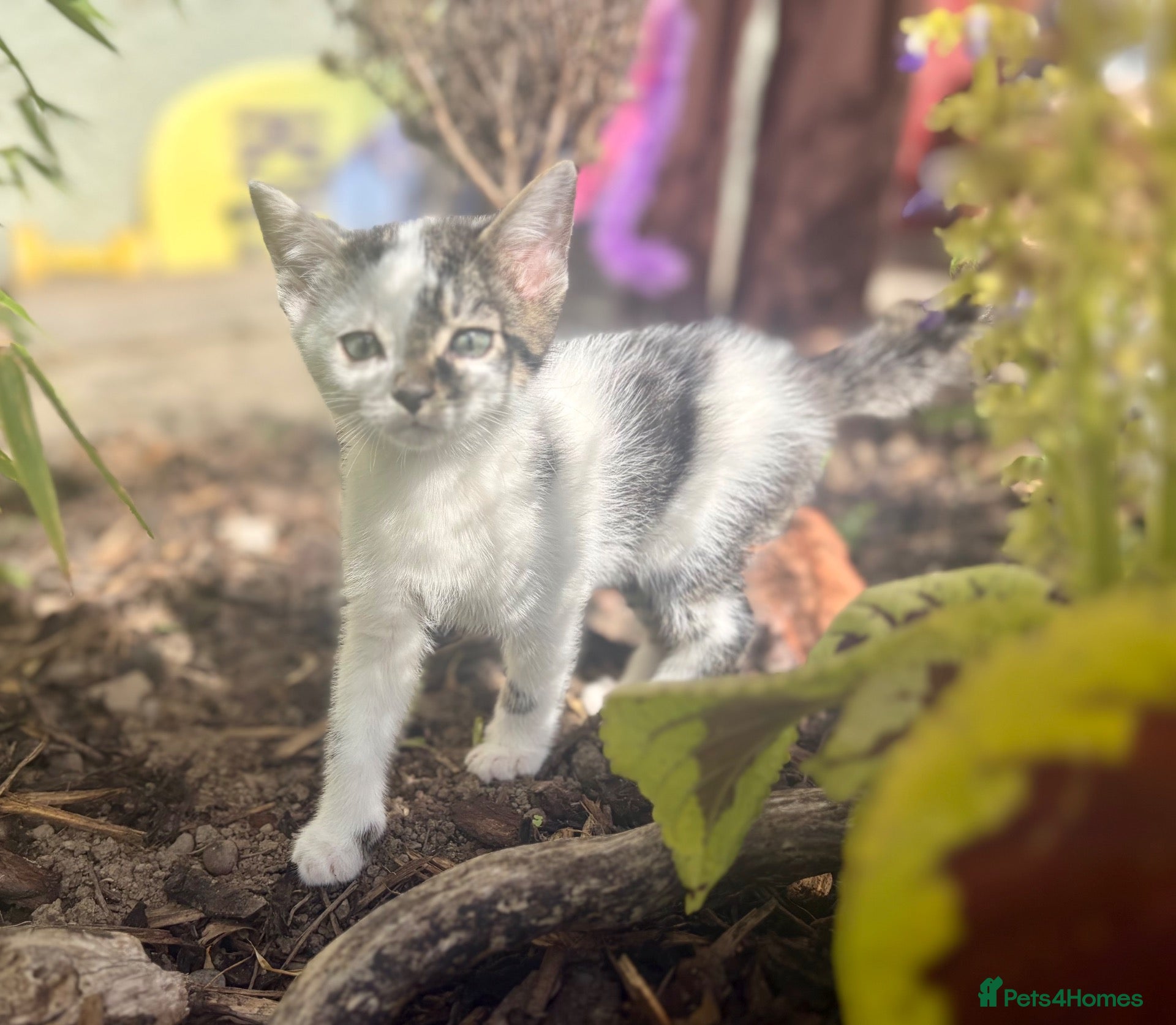 European cats Harlequin tom kitten  - Advert 8