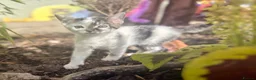 European cats for sale: Beautiful colourful kittens - Advert 25