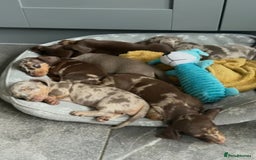 Miniature Dachshund dogs for sale: Miniature Dachshund Puppies  - Image 2