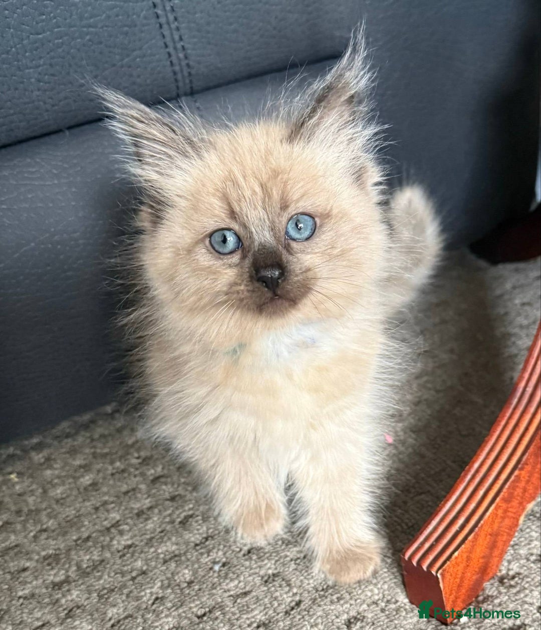 Ragdoll cats for sale: Ragdoll kittens cats - Image 3
