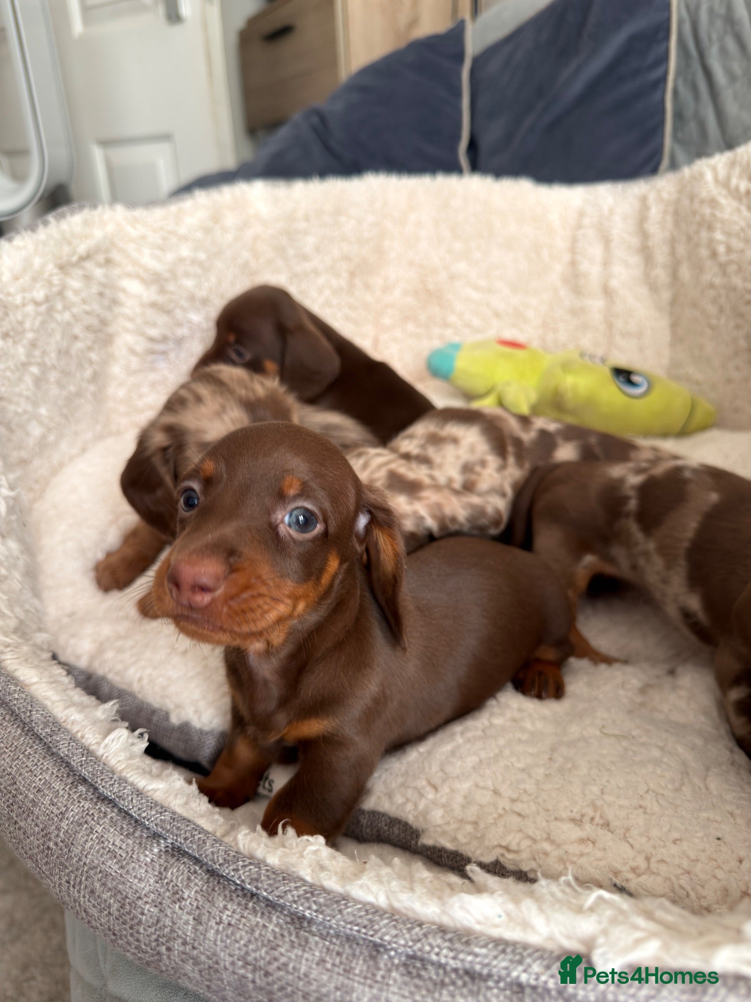 Miniature Dachshund dogs     Adorable Miniature Dachshund puppies  - Advert 2