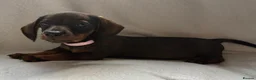 Dachshund dogs for sale: Stunning Dachshund Puppies For Sale - Advert 1
