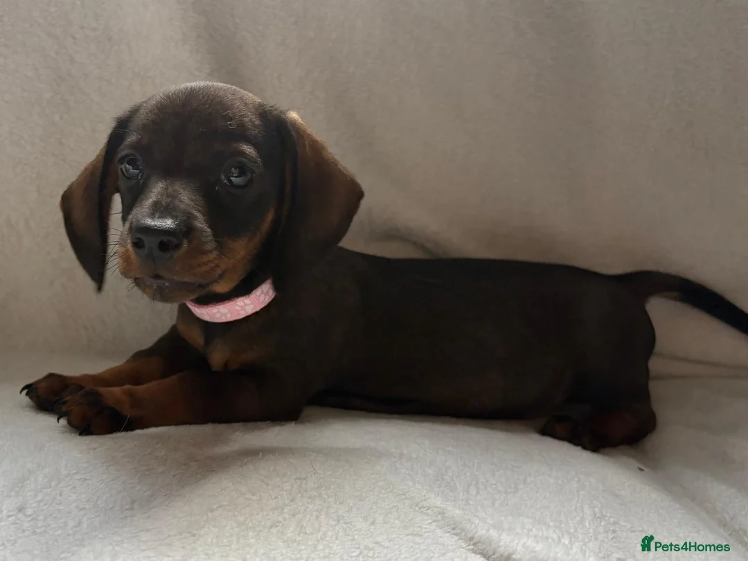 Dachshund dogs for sale: Stunning Dachshund Puppies For Sale - Advert 1