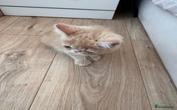 Persian cats for sale: Persian kittens ready now  - Image 2