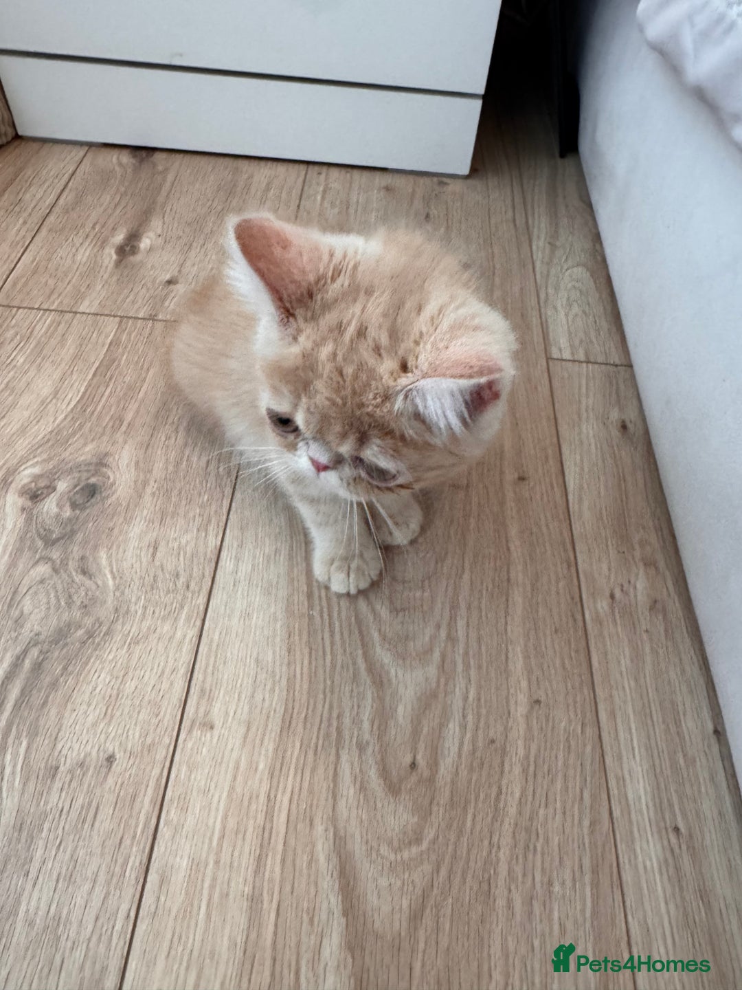 Persian cats for sale: Persian kittens ready now  - Image 2