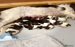 English Springer Spaniel dogs for sale: ENGLISH SPRINGER SPANIEL - Image 1