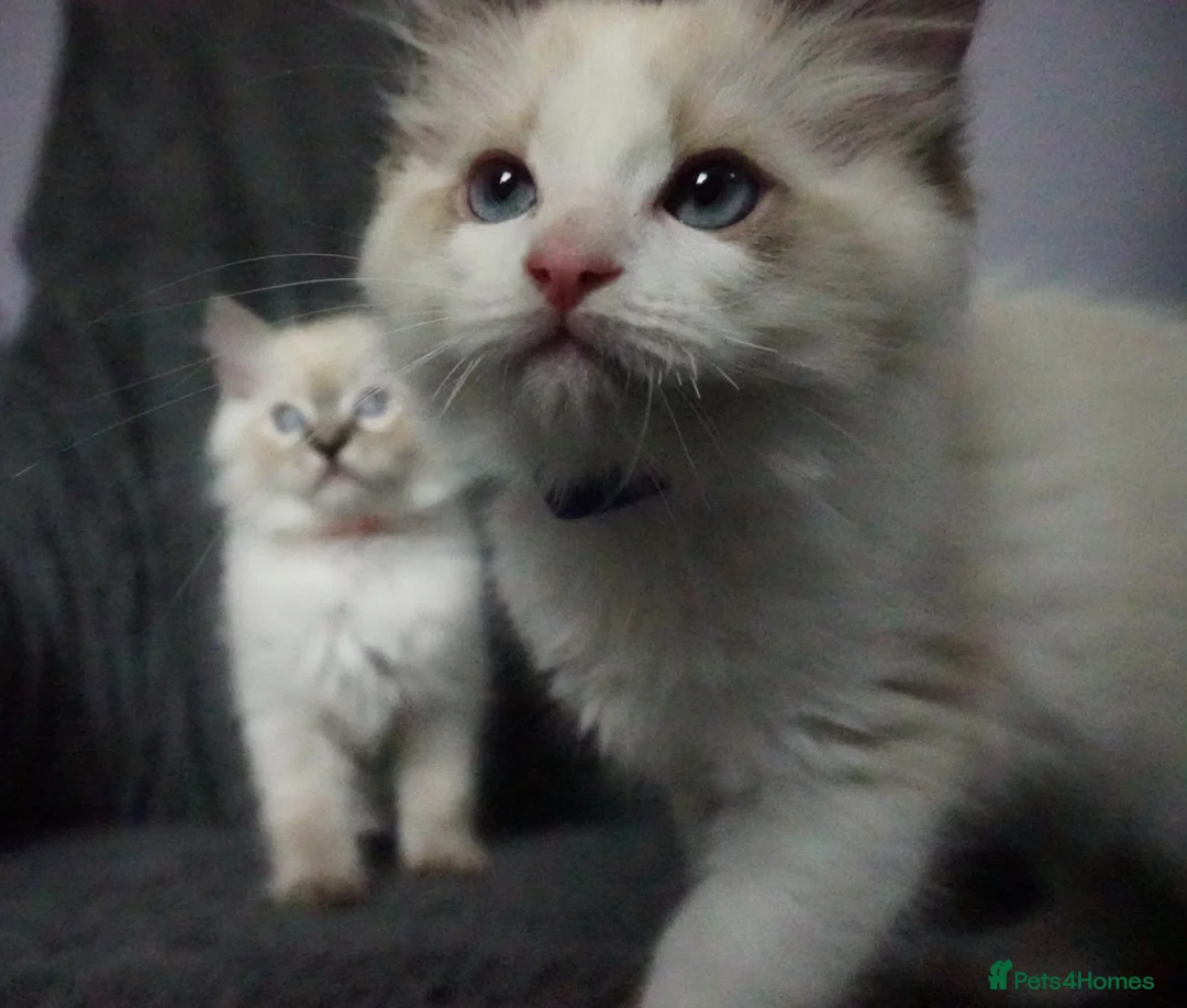 Ragdoll cats for sale: Six Ragdoll Kittens - Advert 30