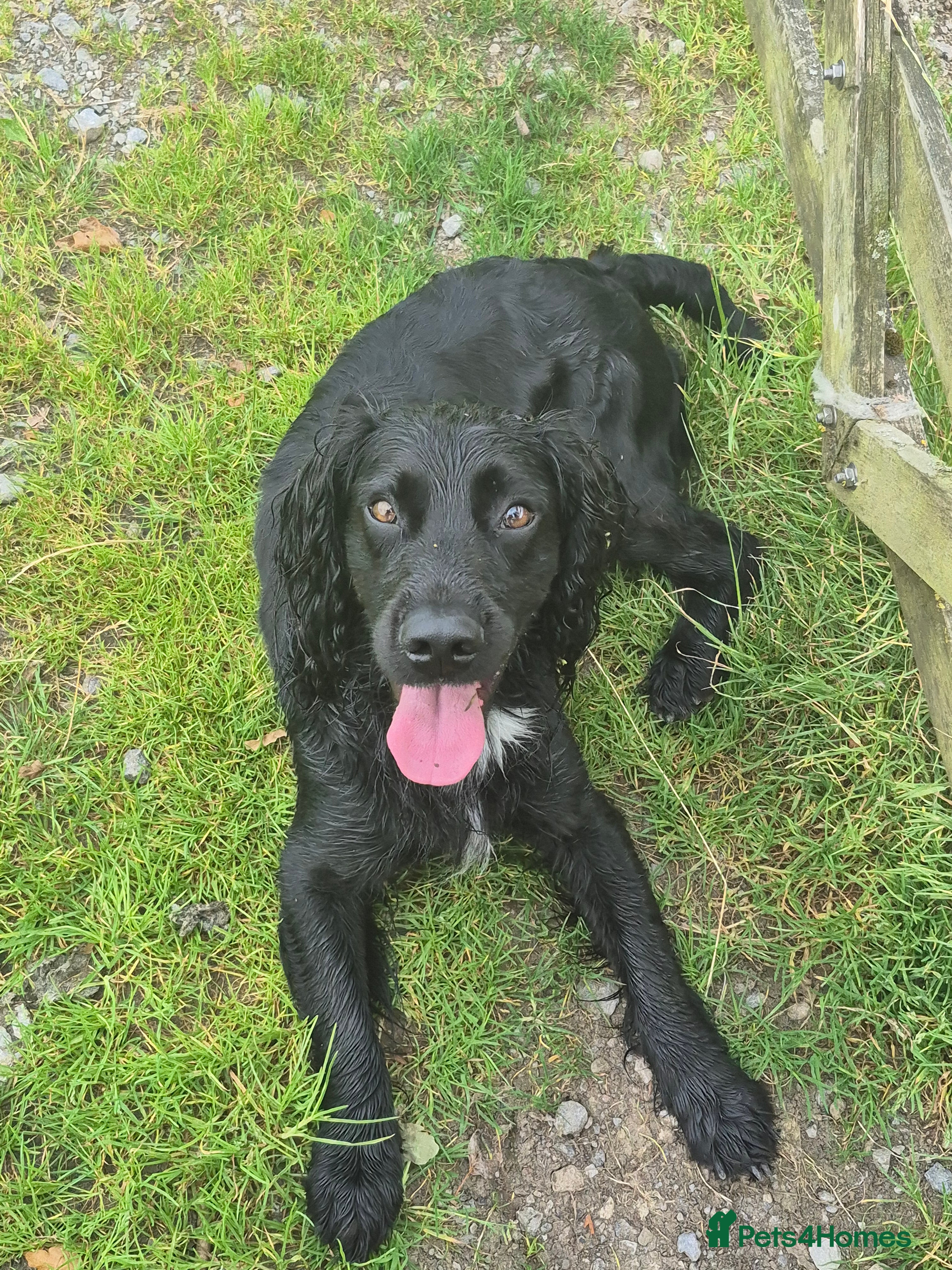 Sprocker dogs Sprocker boy  - Advert 2