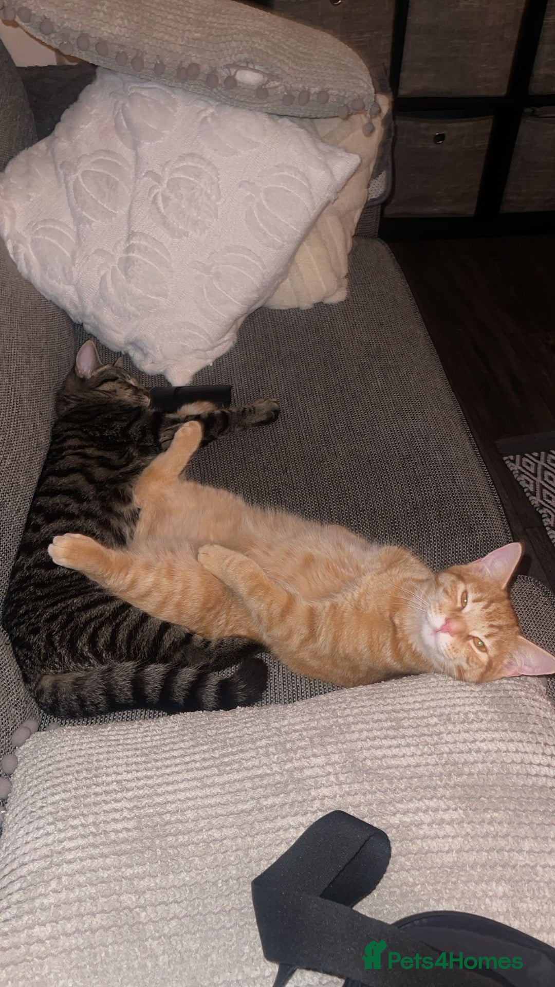 Maine Coon cats for sale: Maine coon mix  - Advert 9