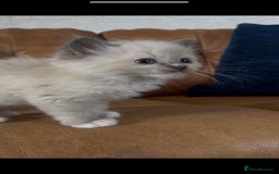 Ragdoll cats for sale: Stunning Ragdoll Kittens Flame/Blue/Seal - Image 2