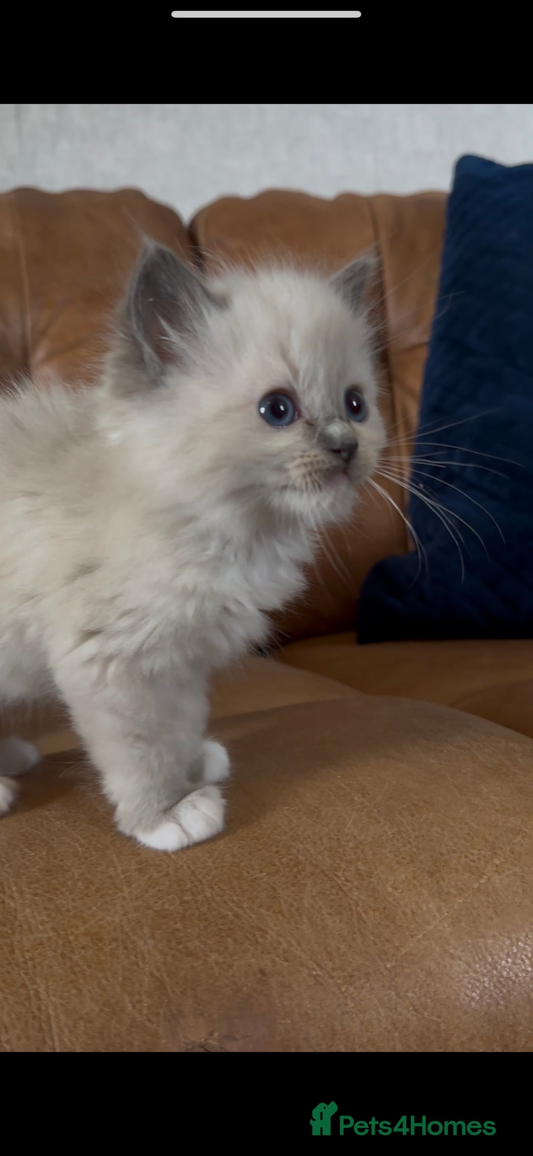 Ragdoll cats for sale: Stunning Ragdoll Kittens Flame/Blue/Seal - Image 2