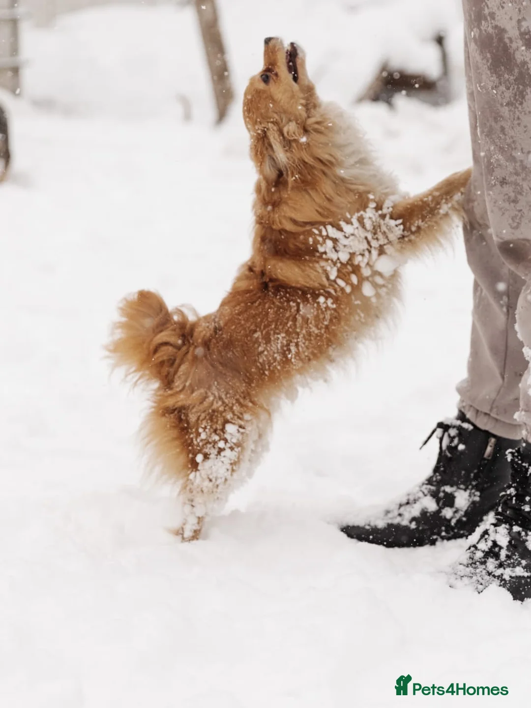 Mixed Breed dogs for adoption: ❤️Zabka❤️ little 1,5-year-old angel - Advert 2