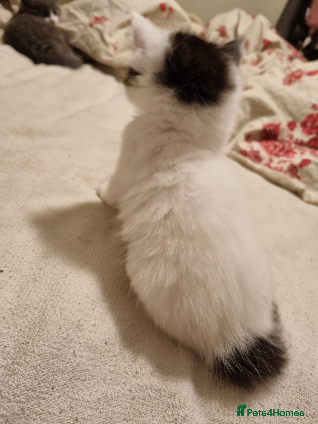 RagaMuffin cats for sale: Gorgeous RagamuffinX  - Advert 10