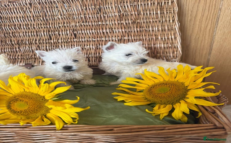 West Highland Terrier dogs - Advert 8
