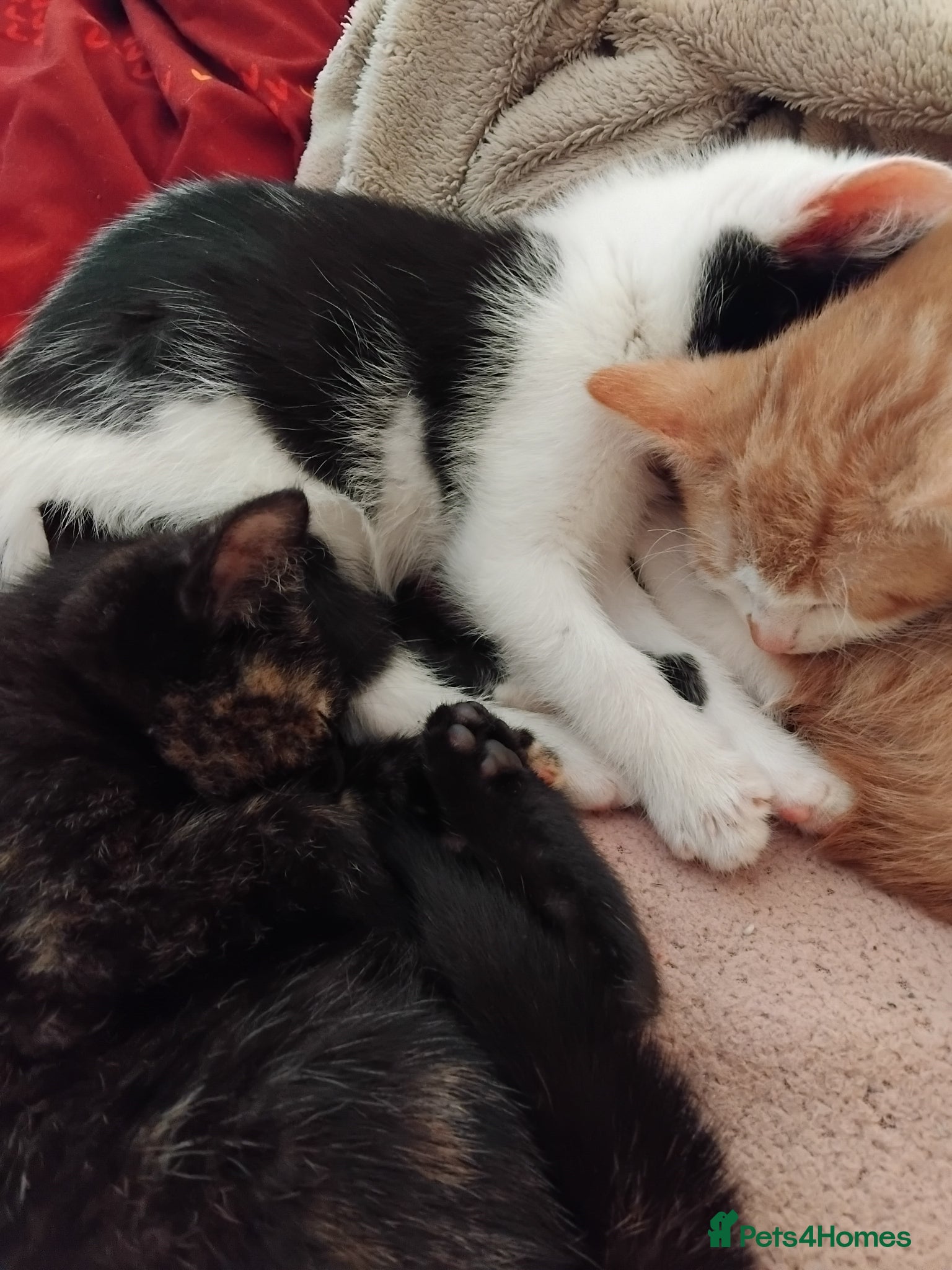 Mixed Breed cats for sale: 6 cute kittens  - Advert 1