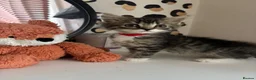 British Longhair cats for sale: Beautiful British Kittens 🐾  in Christchurch - Advert 8