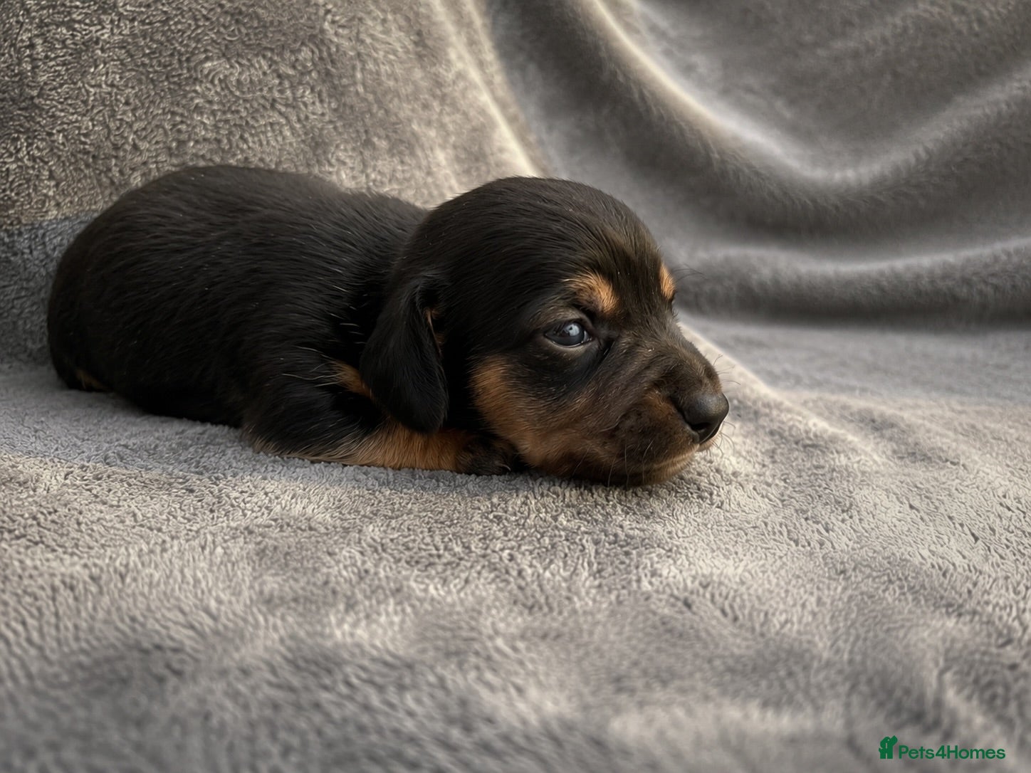 Miniature Dachshund dogs ✨ Adorable Litter of Miniature Daschund Puppies - Advert 17