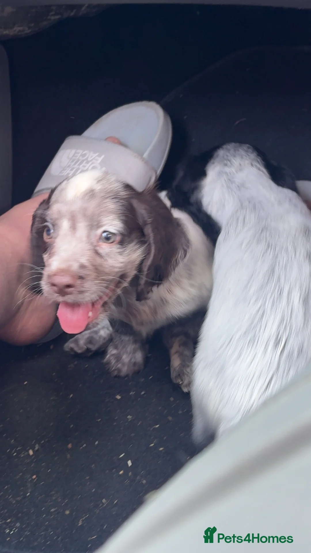 Cocker Spaniel dogs for sale: Cocker spaniel puppy  - Advert 1