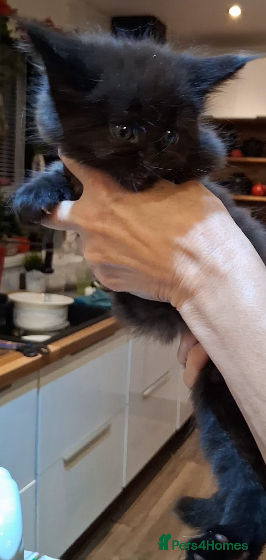 Maine Coon cats for sale: Maine Coon pedigre XL - Image 10