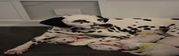 Dalmatian dogs for sale: Litter of 8 puppies  - Advert 30
